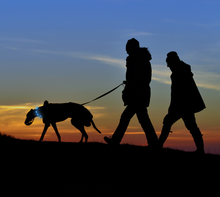 Load image into Gallery viewer, Night Scout Rechargeable LED Dog Collar - Blue